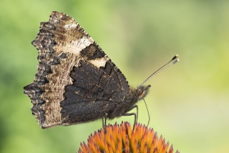 a 162
